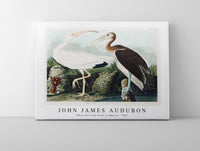 John James Audubon - White Ibis from Birds of America (1827)