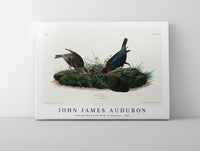 John James Audubon - Cow-pen Bird from Birds of America (1827)