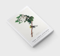 John James Audubon - Yellow-throated Vireo from Birds of America (1827)