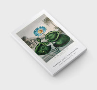 Robert John Thornton - The Blue Egyptian Water-Lily from The Temple of Flora (1807)