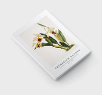 Frederick Sander - Cattleya rex from Reichenbachia Orchids-1847-1920