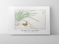 Numata Kashu - Japanese Wren and Daffodil illustration from Pictorial Monograph of Birds (1885)