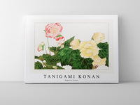 Tanigami Konan - Begonia flower