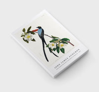 John James Audubon - Fork-tailed Flycatcher from Birds of America (1827)