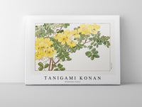 Tanigami Konan - Allamanda flower