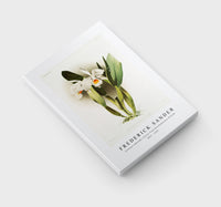 Frederick Sander - Cattleya eldorado crocata from Reichenbachia Orchids-1847-1920