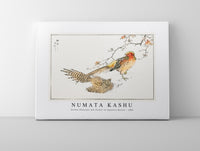 Numata Kashu - Golden Pheasant and Flower of Japanese Quince illustration from Pictorial Monograph of Birds (1885)