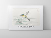 Numata Kashu - Eastern Grey Wagtail illustration from Pictorial Monograph of Birds (1885)