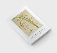 Frederick Sander - Cymbidium lowianum from Reichenbachia Orchids-1847-1920