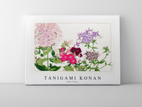 Tanigami Konan - Phlox flower