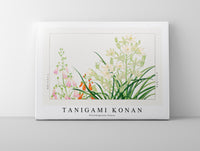 Tanigami Konan - Ornithogalum flower