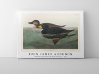 John James Audubon - American Scoter Duck from Birds of America (1827)