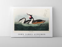 John James Audubon - Crested Grebe from Birds of America (1827)