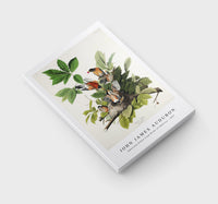 John James Audubon - American Robin from Birds of America (1827)