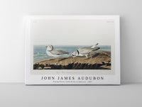 John James Audubon - Piping Plover from Birds of America (1827)