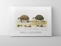 Robert Jacob Gordon - Homopus areolatus common padloper tortoise (1777–1786)