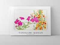 Tanigami Konan - Rose campion flower