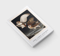 John James Audubon - Barn Owl from Birds of America (1827)