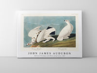 John James Audubon - American Ptarmigan and White-tailed Grous from Birds of America (1827)