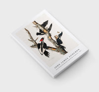 John James Audubon - Ivory-billed Woodpecker from Birds of America (1827)
