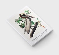 John James Audubon - Brown Pelican from Birds of America (1827)