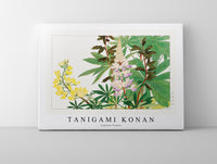 Tanigami Konan - Lupinus flower
