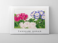 Tanigami Konan - Vintage cineraria flower
