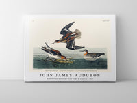 John James Audubon - Hyperborean phalarope from Birds of America (1827)