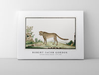 Robert Jacob Gordon - Acinonyx jubatus cheetah (1777–1786)