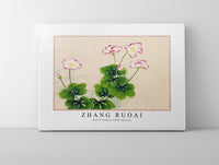 Zhang Ruoai - Mallow flowers (18th Century)