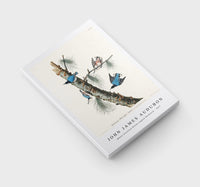 John James Audubon - White-breasted Black-capped Nuthatch from Birds of America (1827)