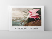 John James Audubon - Roseate Spoonbill from Birds of America (1827)