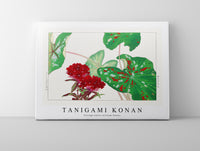 Tanigami Konan - Vintage sweet william flower