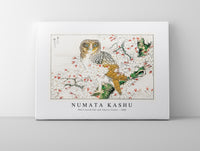 Numata Kashu - Short-eared Owl and Cherry Flower illustration from Pictorial Monograph of Birds (1885)