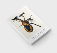 John James Audubon - Purple Martin from Birds of America (1827)