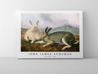 John James Audubon - Arctic Hare (ca. 1841)