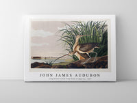 John James Audubon - Long-billed Curlew from Birds of America (1827)