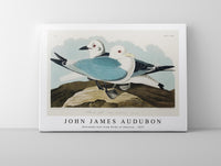 John James Audubon - Kittiwake Gull from Birds of America (1827)