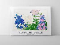 Tanigami Konan-Delphinium flower