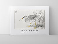 Numata Kashu - Eastern Whimbrel and Wisteria Vine illustration from Pictorial Monograph of Birds (1885)