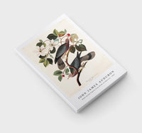 John James Audubon - Band-tailed Pigeon from Birds of America (1827)