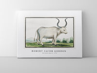 Robert Jacob Gordon - Bos taurus cape ox (1778)