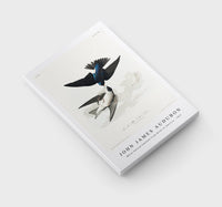 John James Audubon - White-bellied Swallow from Birds of America (1827)