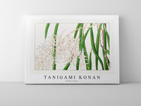 Tanigami Konan - Orchid flower