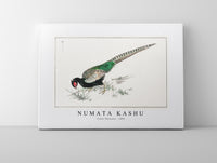 Numata Kashu - Green Pheasant illustration from Pictorial Monograph of Birds (1885)