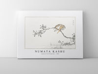 Numata Kashu - Japanese Pied Kingfisher illustration from Pictorial Monograph of Birds (1885)