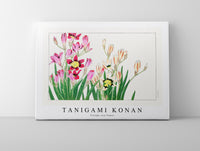 Tanigami Konan - Vintage ixia flower