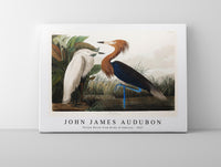 John James Audubon - Purple Heron from Birds of America (1827)