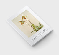 Frederick Sander - Cypripedium leeanum var giganteum from Reichenbachia Orchids-1847-1920