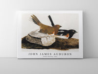 John James Audubon - Towhee Bunting (1812)